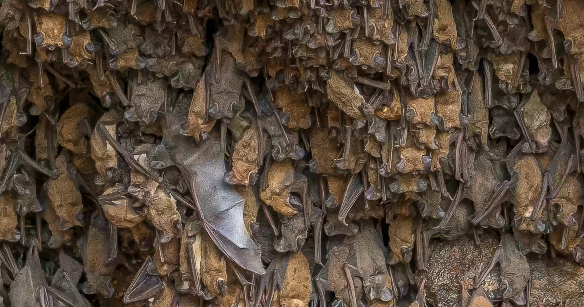Primer plano de una densa colonia de murciélagos colgados en la cueva; se aprecian alas, patas y texturas de los cuerpos en tonos terrosos.