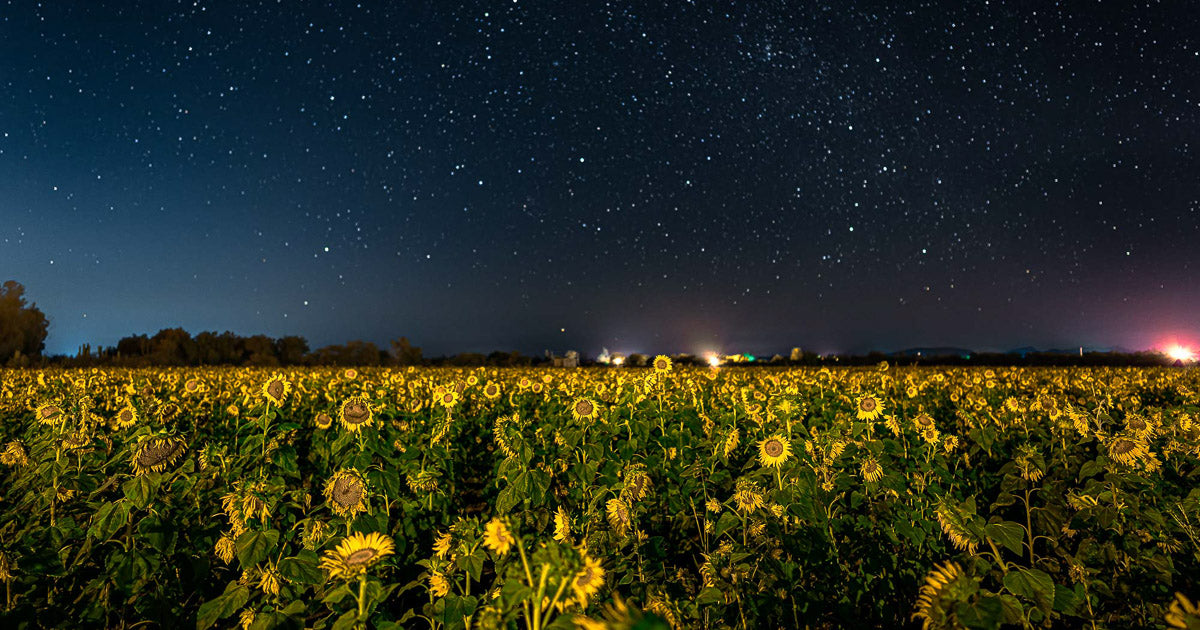 El ciclo de los girasoles: un time-lapse del atardecer al amanecer.