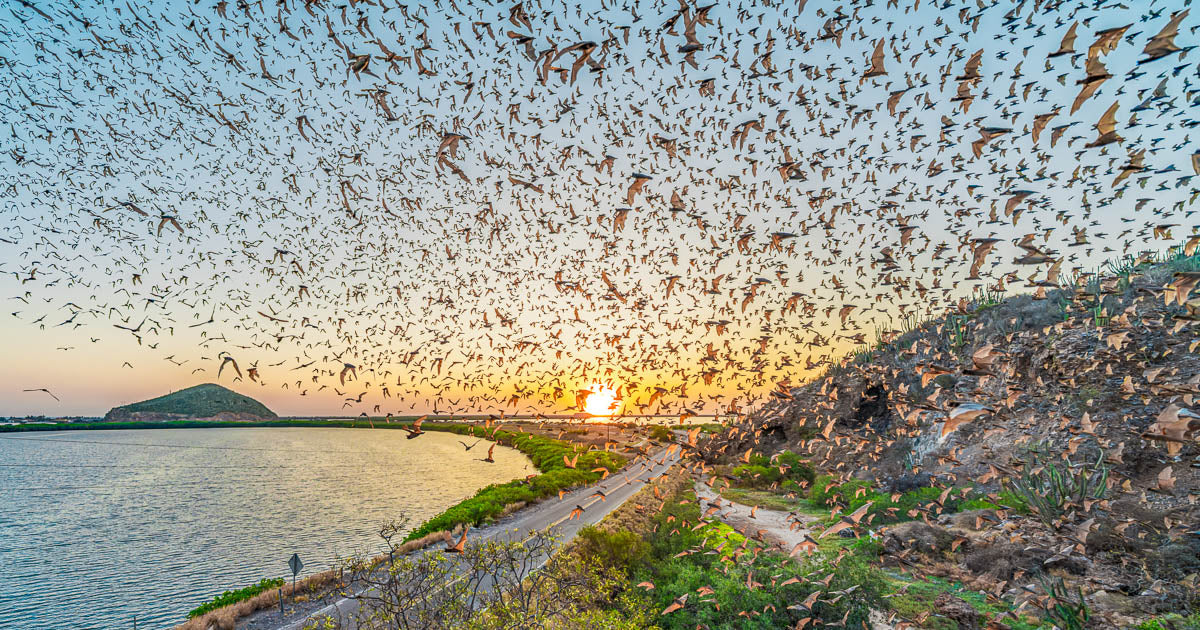Salida masiva de murciélagos al atardecer sobre un estero y una carretera; el sol se oculta en el horizonte entre cerros y matorrales.