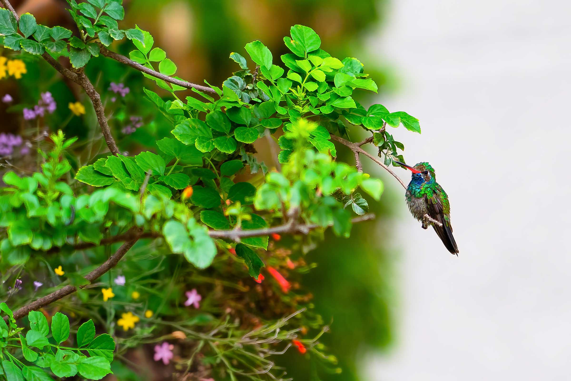 Parque Sinaloa: Redescubriendo el jardín.