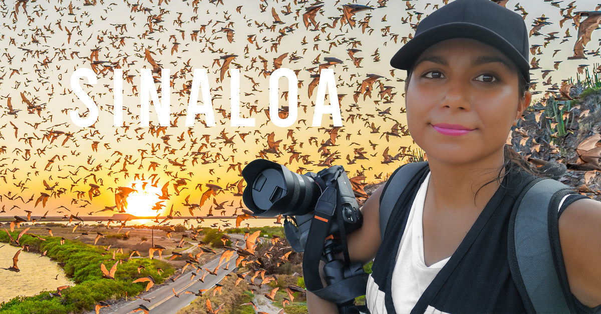 Brenda Medina con cámara al hombro mientras murciélagos cruzan el cielo al atardecer en Topolobampo, Sinaloa, con carretera y estero al fondo.