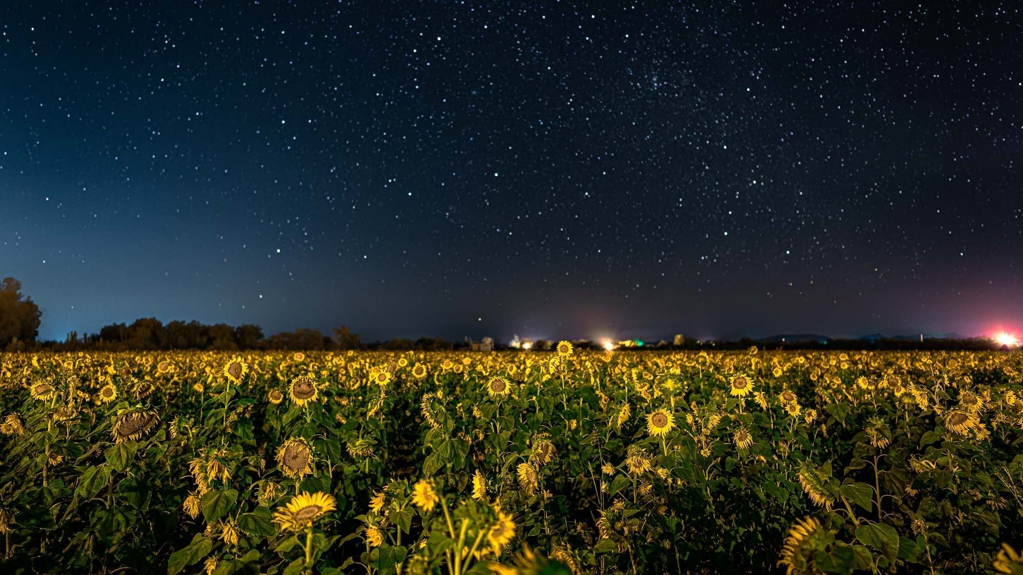 Girasoles de Mocorito: Danza de Luz y Estrellas (Time-lapse)
