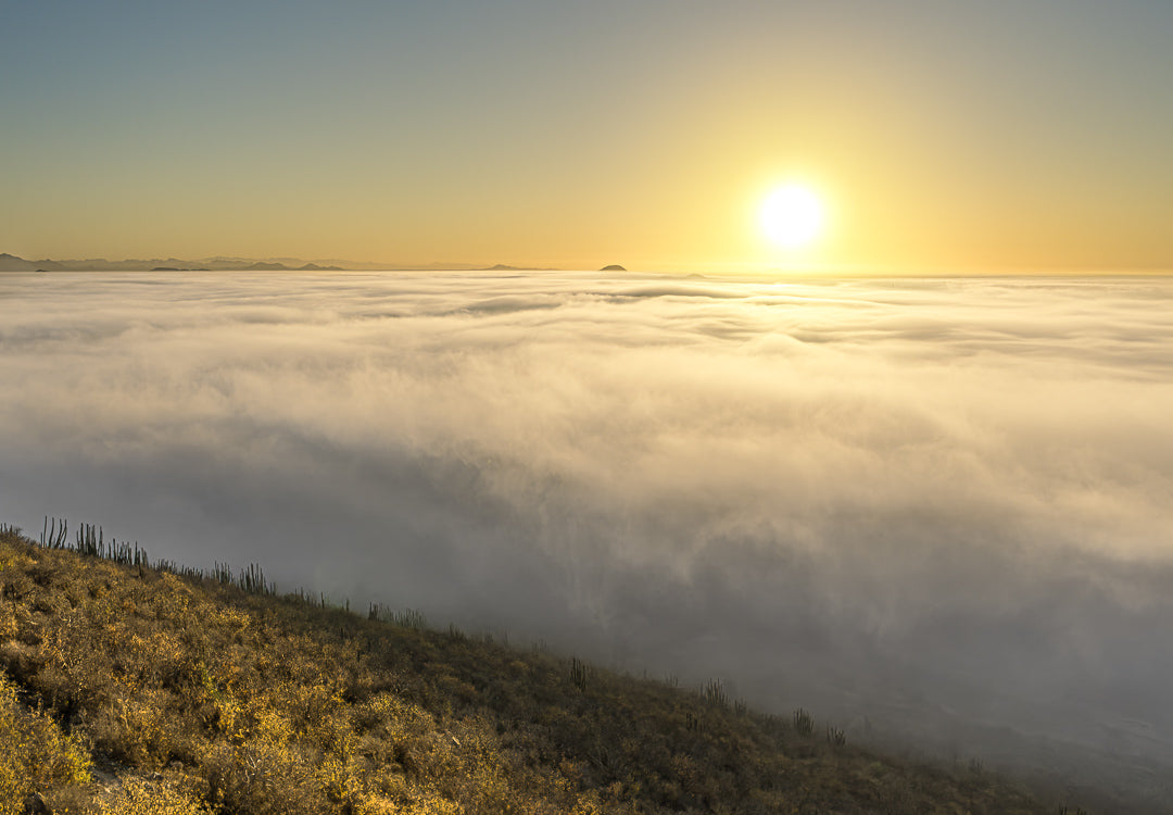 Sol naciente sobre un mar de nubes que cubre el valle; ladera con matorral y cactáceas en primer plano; luz dorada y horizonte despejado.