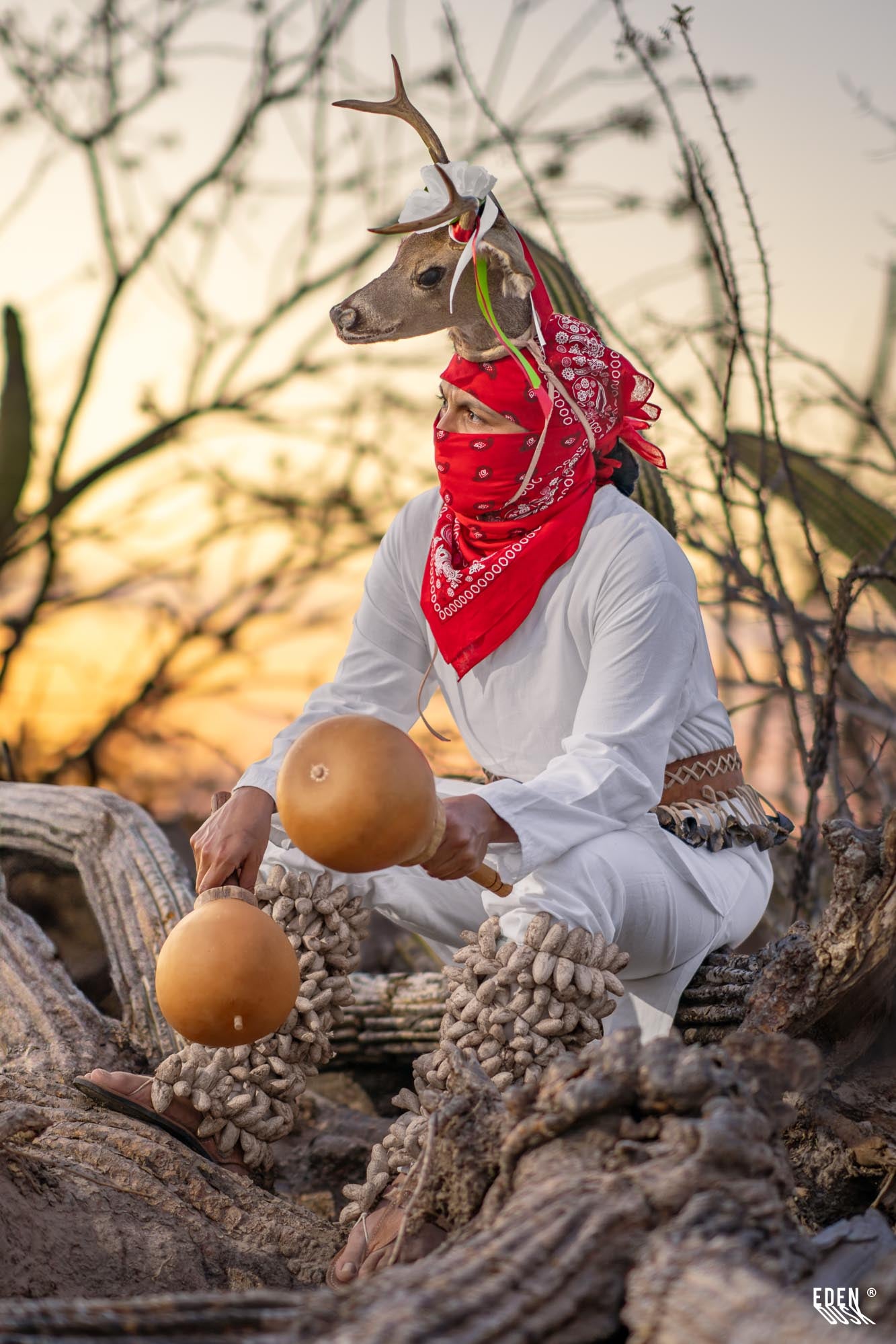 El Venado custodia el monte al atardecer entre cactus.