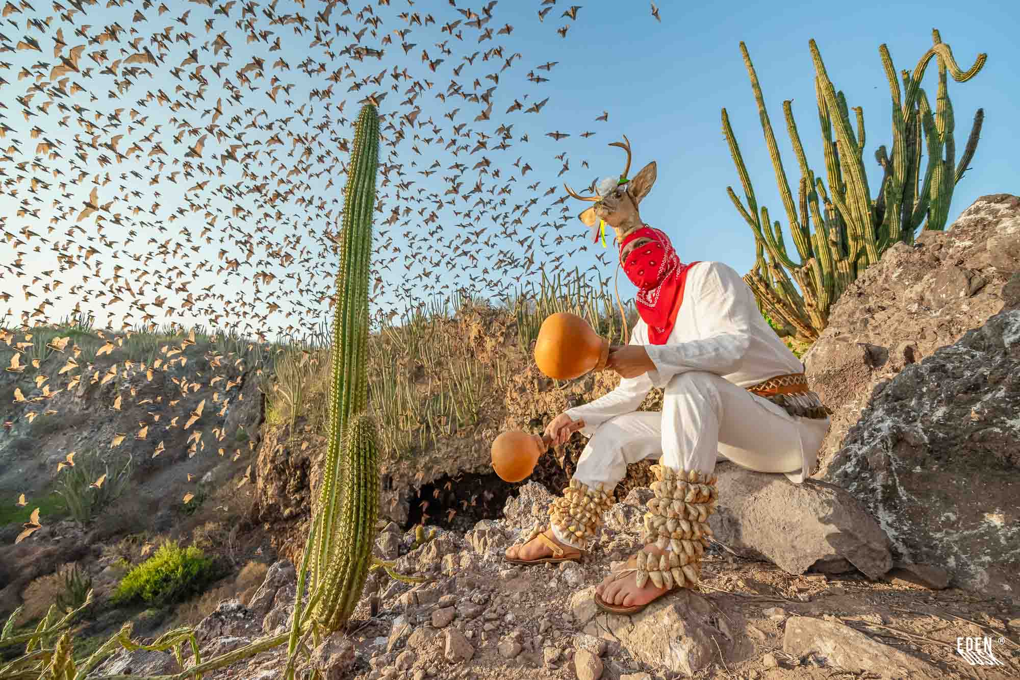 Figura del Venado entre cactáceas mientras cientos de murciélagos vuelan al ocaso.