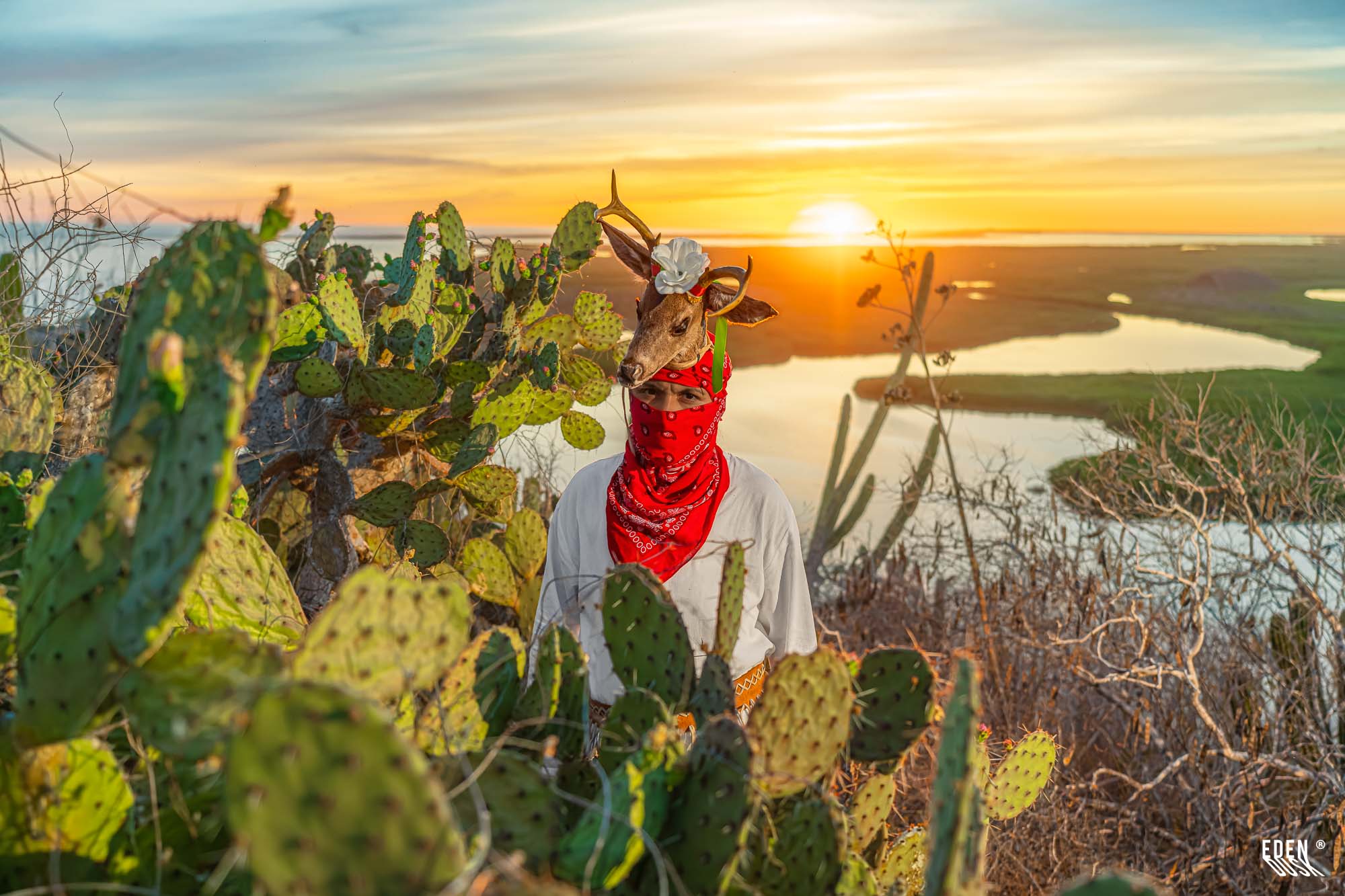 Figura del Venado entre cactáceas columnares al amanecer.