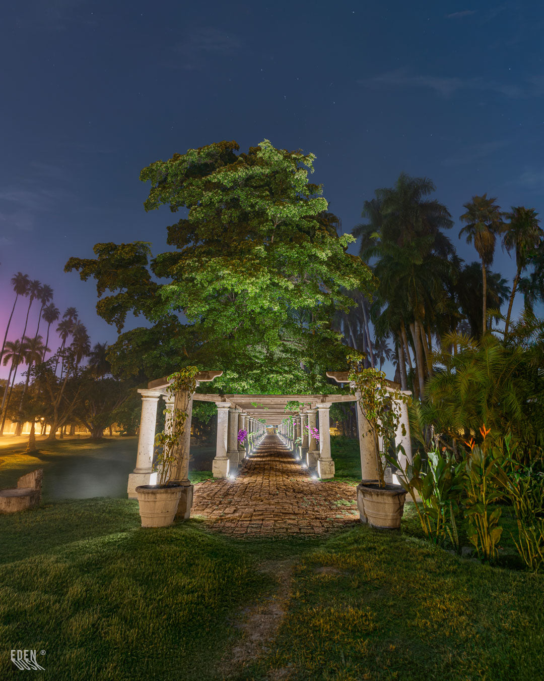 Altas palmeras flanquean un sendero nocturno en el Parque Sinaloa, iluminadas desde abajo por la luz cálida de los faroles del camino.