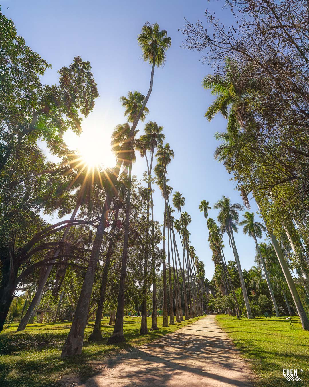 Las siluetas de altas palmeras se dibujan a contraluz contra un cielo brillante, flanqueando un sendero del Parque Sinaloa.