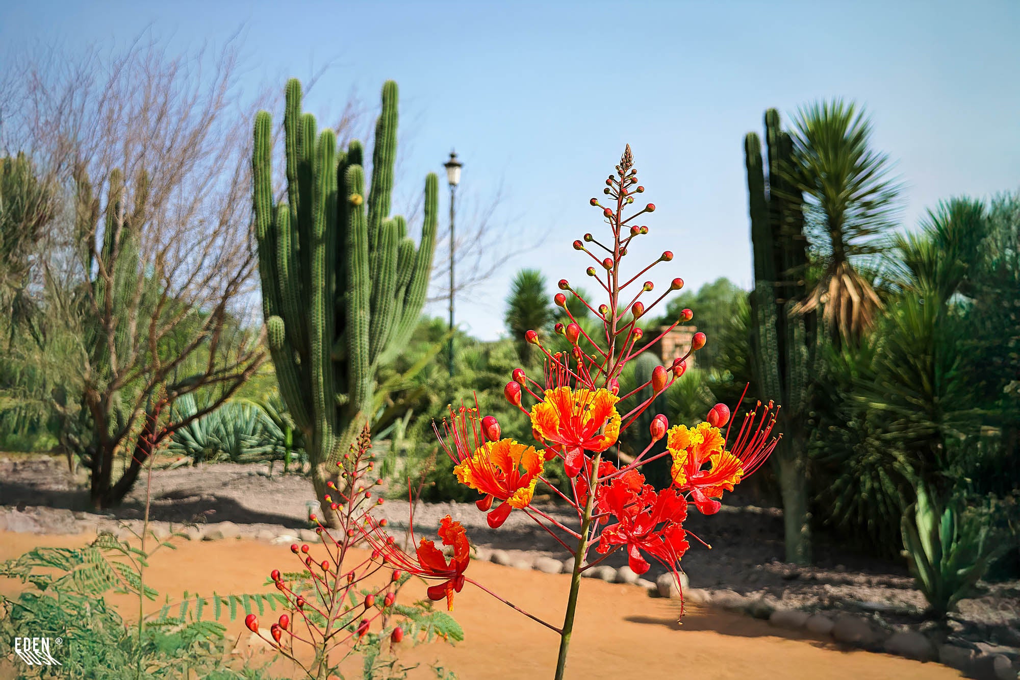 Flores de colores vibrantes y arbustos frondosos que bordean un sendero pavimentado del Parque Sinaloa bajo la luz del día.