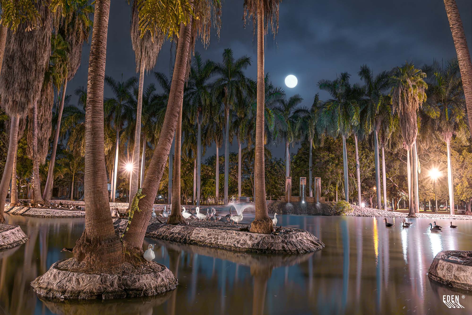 Escena nocturna del lago en el Parque Sinaloa, con patos nadando tranquilamente sobre el agua que refleja las luces y las siluetas de las palmeras.