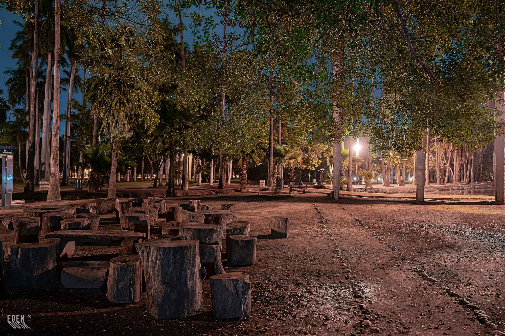 La luz artificial de la noche resalta la textura robusta de los troncos de árboles antiguos en el Parque Sinaloa, creando un dramático juego de luces y sombras.