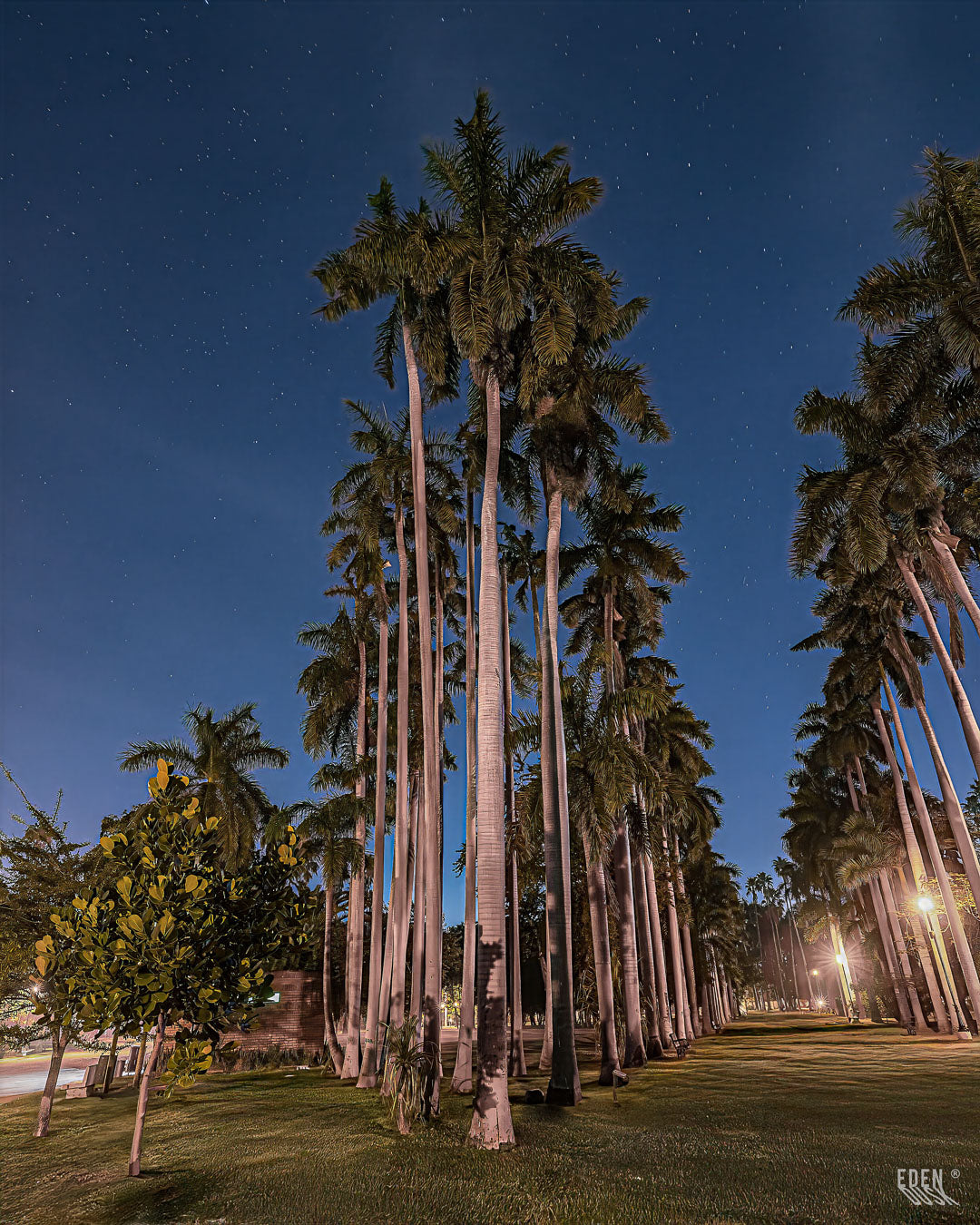 Una hilera de palmeras se alza hacia el cielo nocturno, con sus troncos iluminados desde la base por las luces de la alameda del Parque Sinaloa.