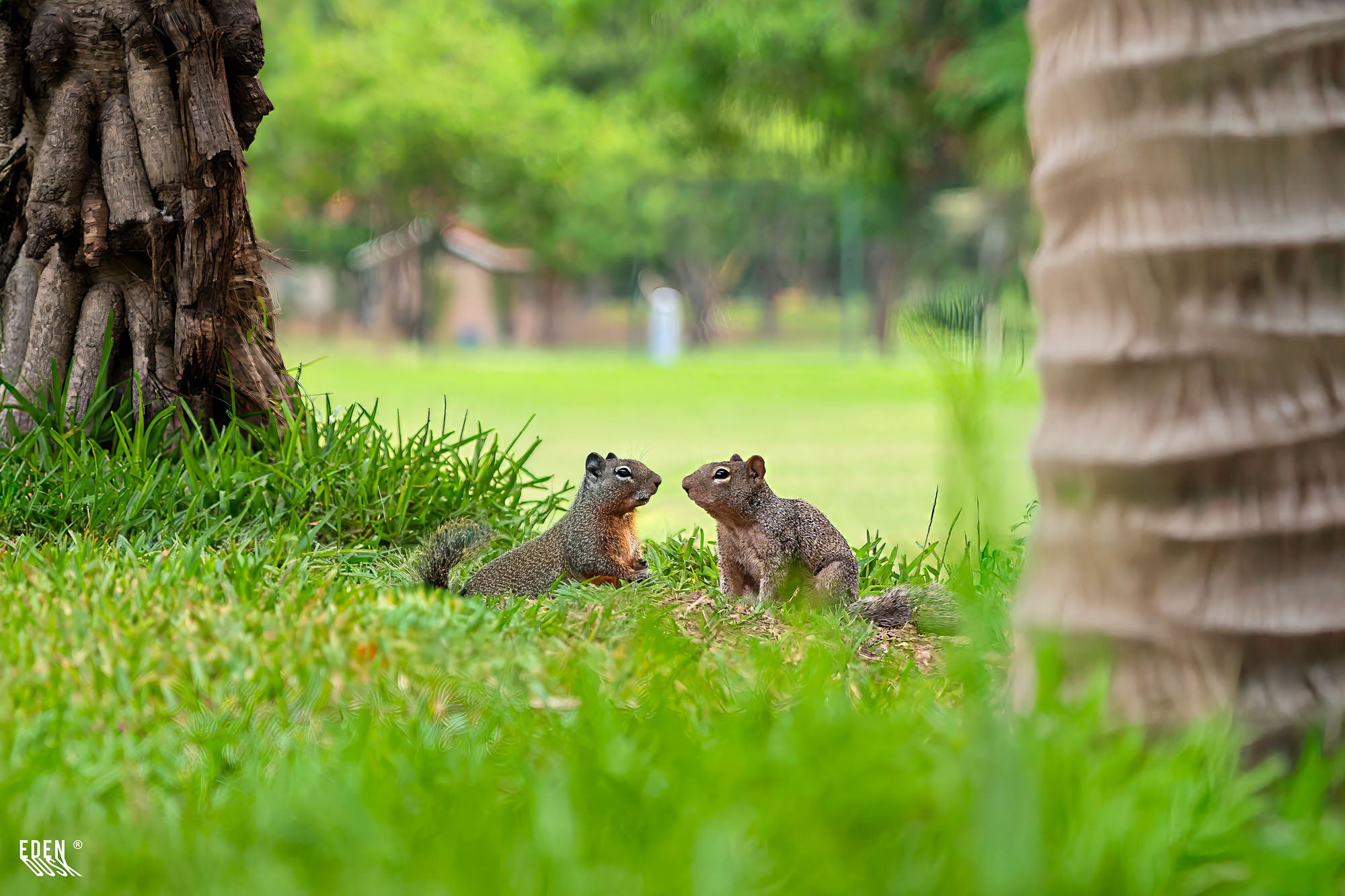 Una ardilla se aferra al tronco de una palmera en el Parque Sinaloa, capturada en un momento de quietud entre los arbustos.