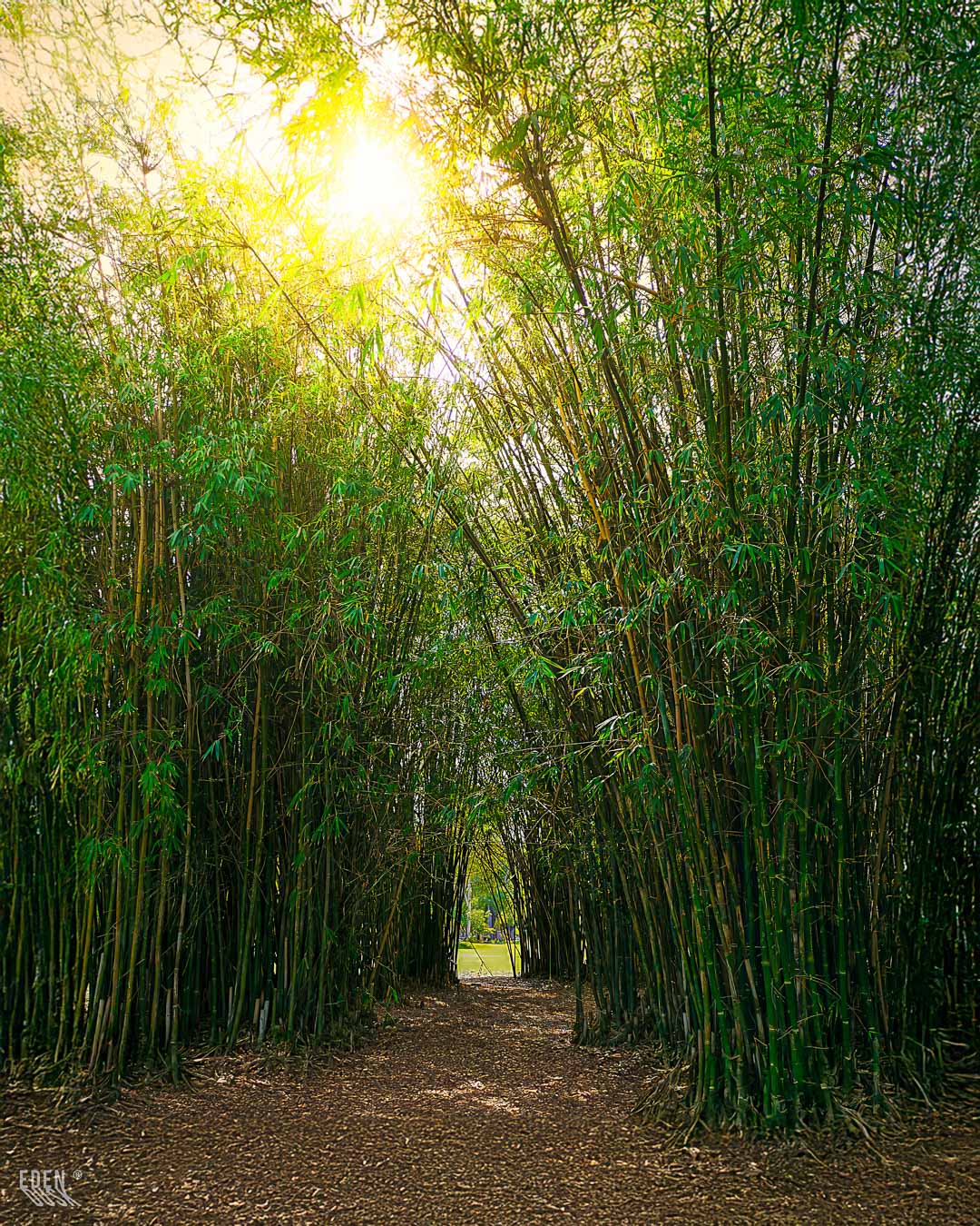 Las siluetas de los arbustos crean un marco oscuro a los lados de un sendero brillante, en una toma a contraluz en el Parque Sinaloa.
