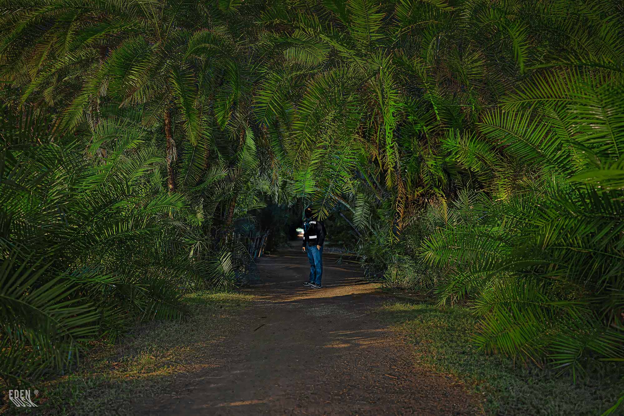 La perspectiva de un largo sendero en el Parque Sinaloa, flanqueado por una rítmica hilera de palmeras bajo la luz artificial.