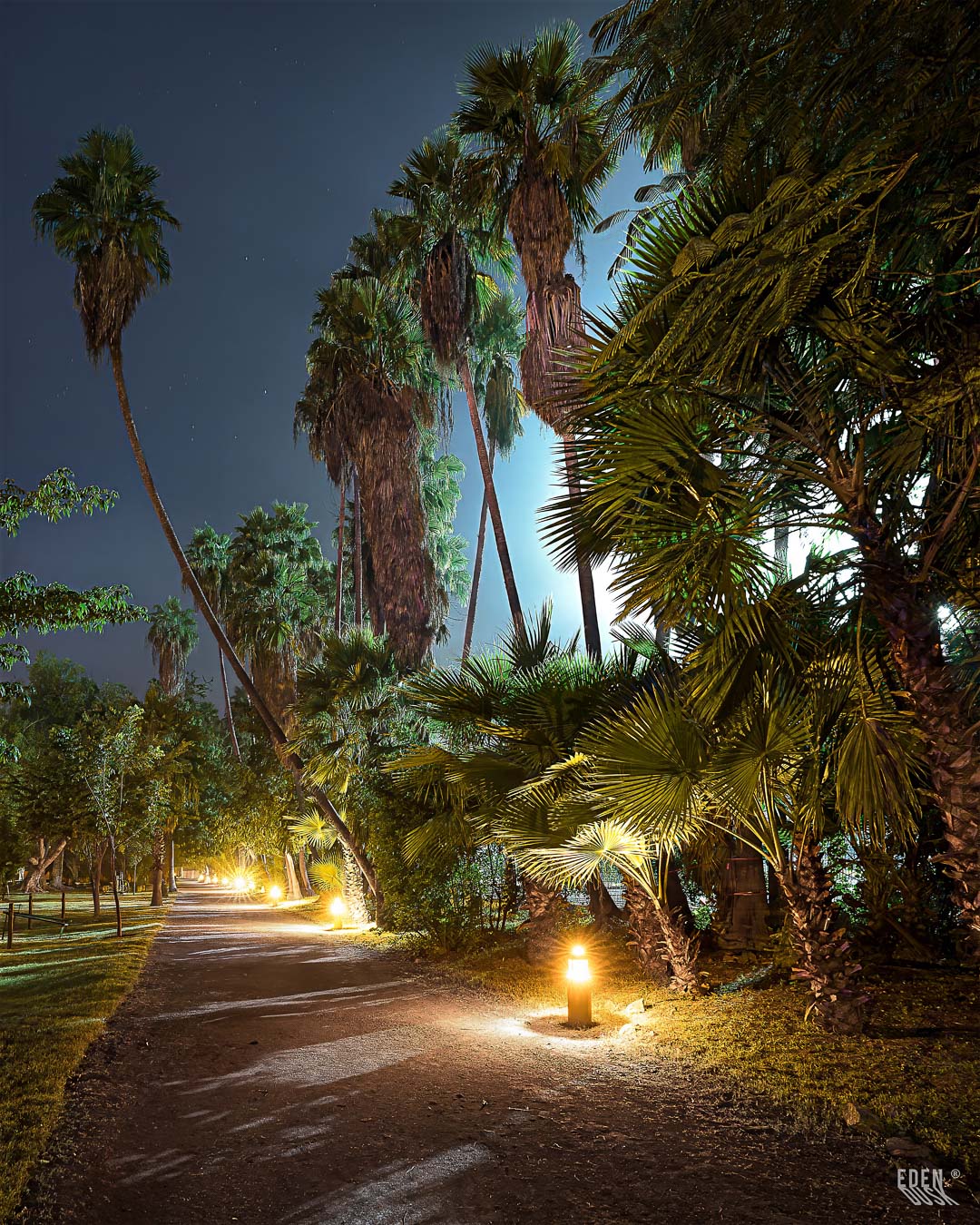 La perspectiva vertical de un sendero nocturno, donde las palmeras iluminadas se elevan hacia la oscuridad creando un pasillo de luz.
