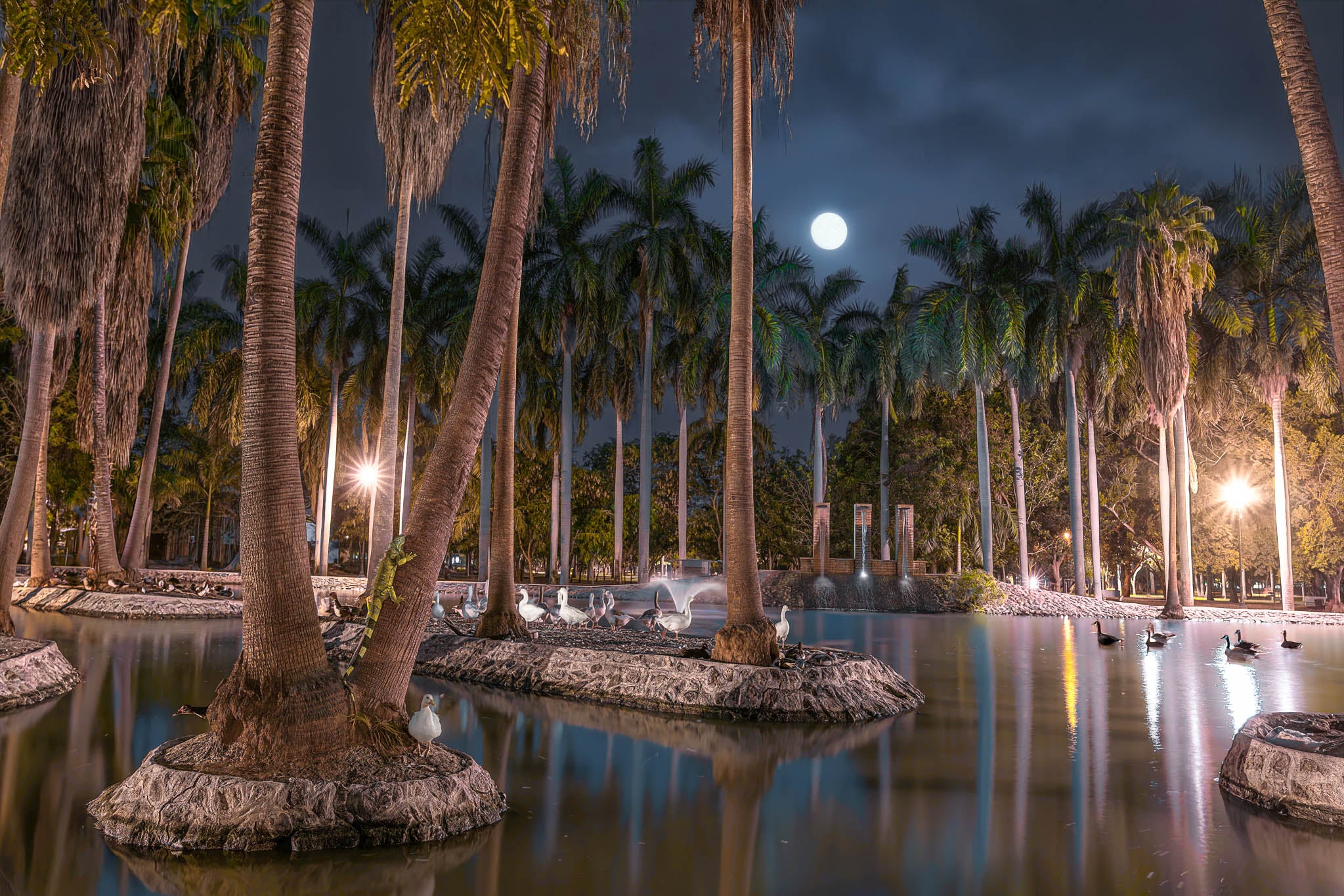 Iguana verde aferrada a palma y aves acuáticas en isletas; lago entre palmeras con luna llena; nocturna panorámica.