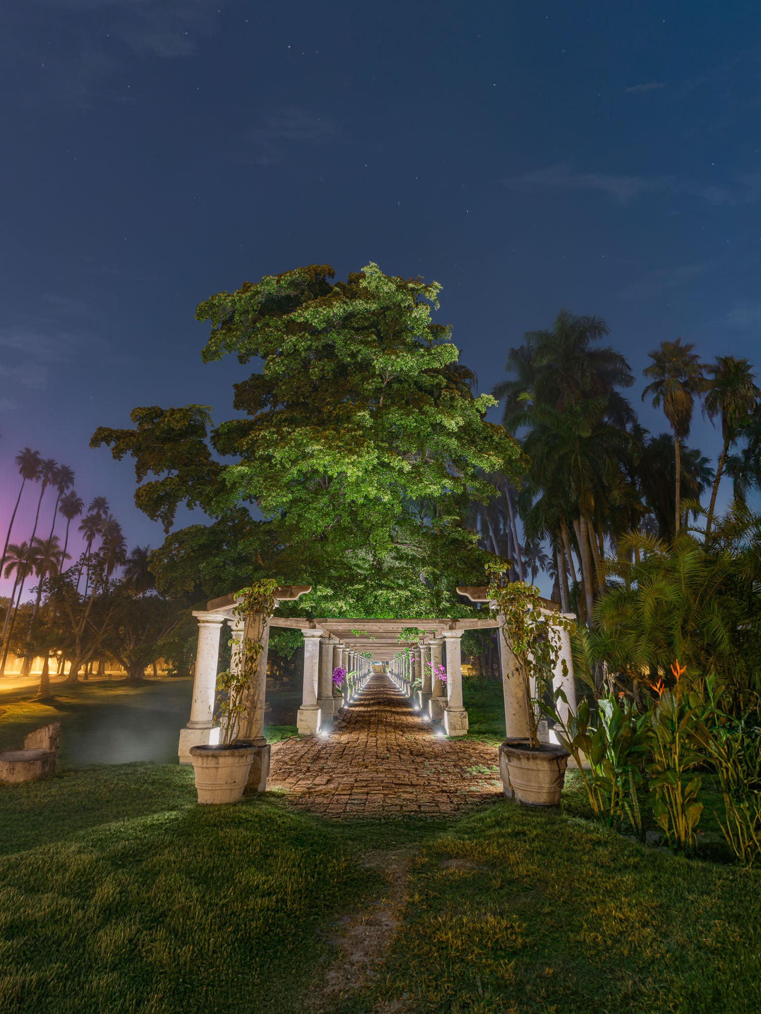 Pérgola iluminada con columnas y enredaderas sobre camino de ladrillo; árbol y palmeras, cielo estrellado, nocturna.