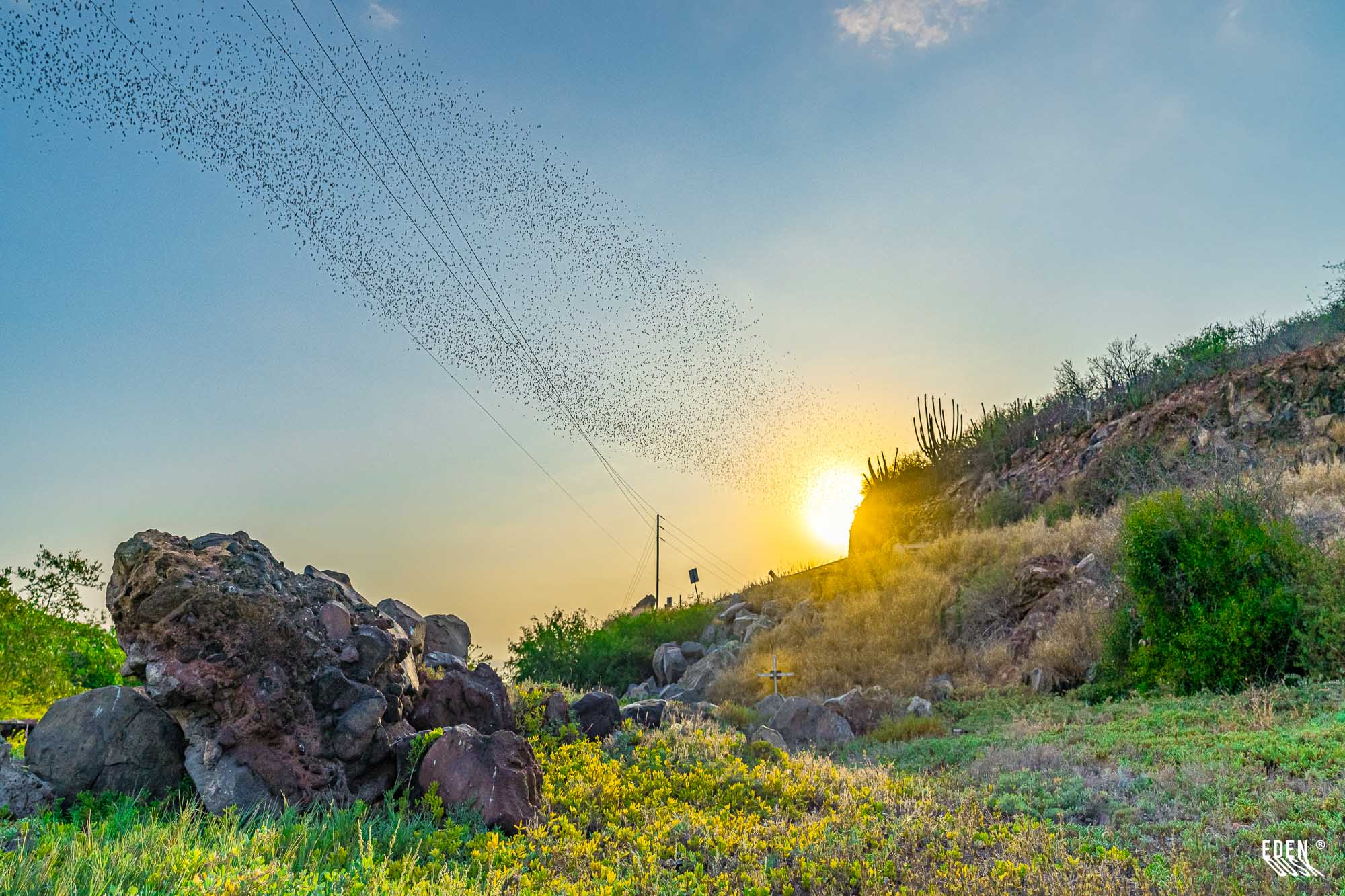 Enjambre de murciélagos formando una cinta sobre las líneas eléctricas al atardecer, con rocas y vegetación en primer plano, Cueva de los Murciélagos, El Maviri, Sinaloa.