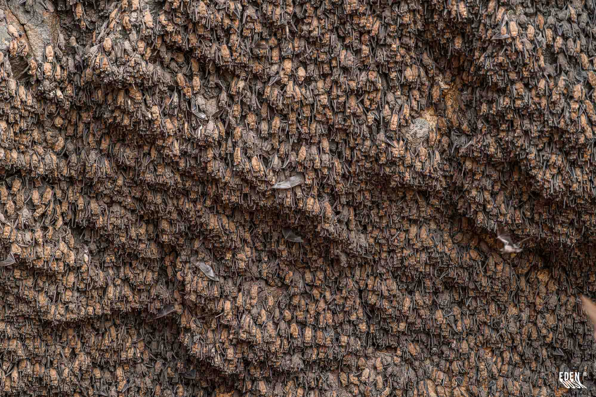 Primer plano de miles de murciélagos agrupados en la pared de la cueva, textura densa y patrón natural, El Maviri, Sinaloa.