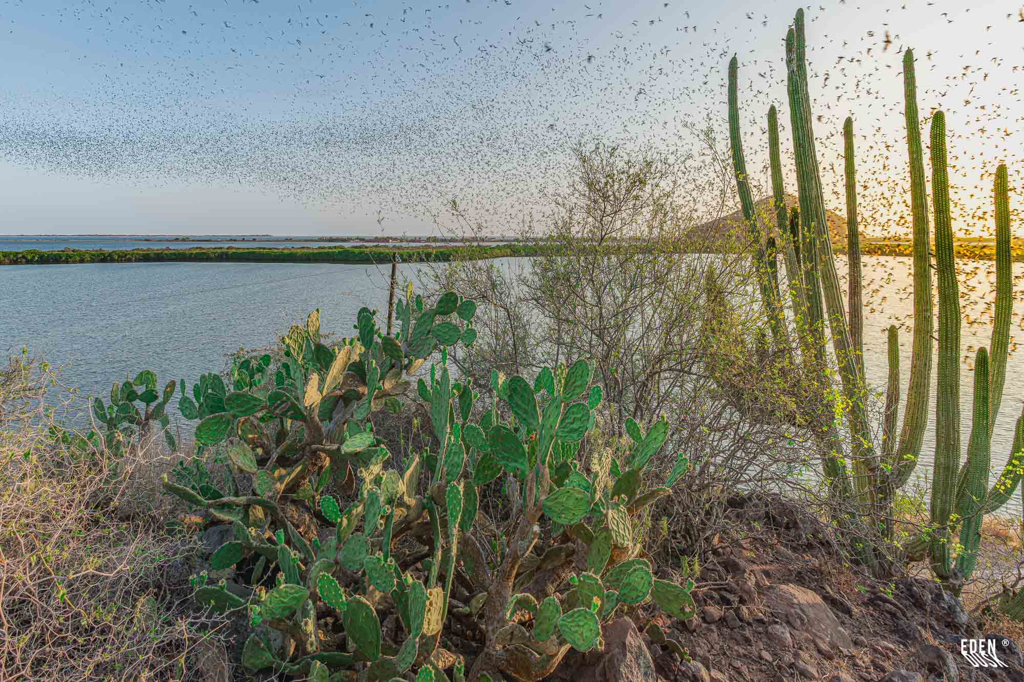 Nopales y cactos columna en primer plano, mientras un enjambre de murciélagos cruza la laguna al atardecer, Cueva de los Murciélagos, El Maviri, Sinaloa.