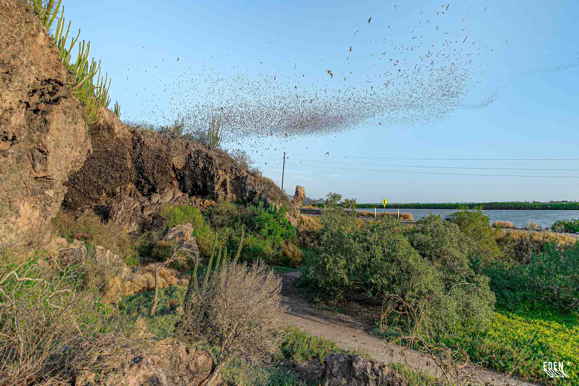 Colonia de murciélagos emergiendo en espiral desde la cueva sobre el paisaje costero; cactus, sendero y estero bajo cielo despejado, El Maviri, Sinaloa.