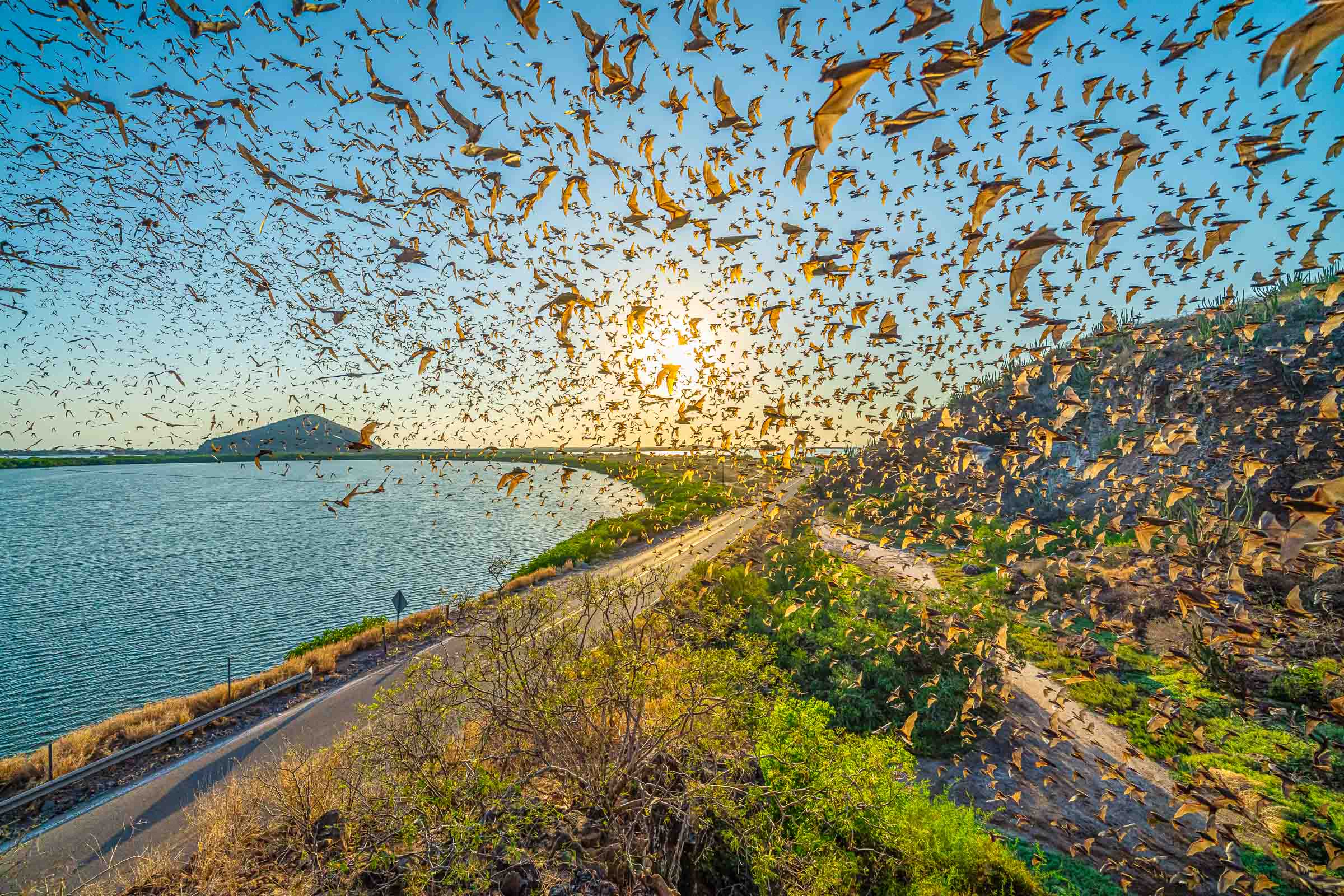 Enjambre masivo de murciélagos sobrevolando camino y laguna al atardecer, con el sol centrado y cerros al fondo, vista desde la Cueva de los Murciélagos, El Maviri, Sinaloa.