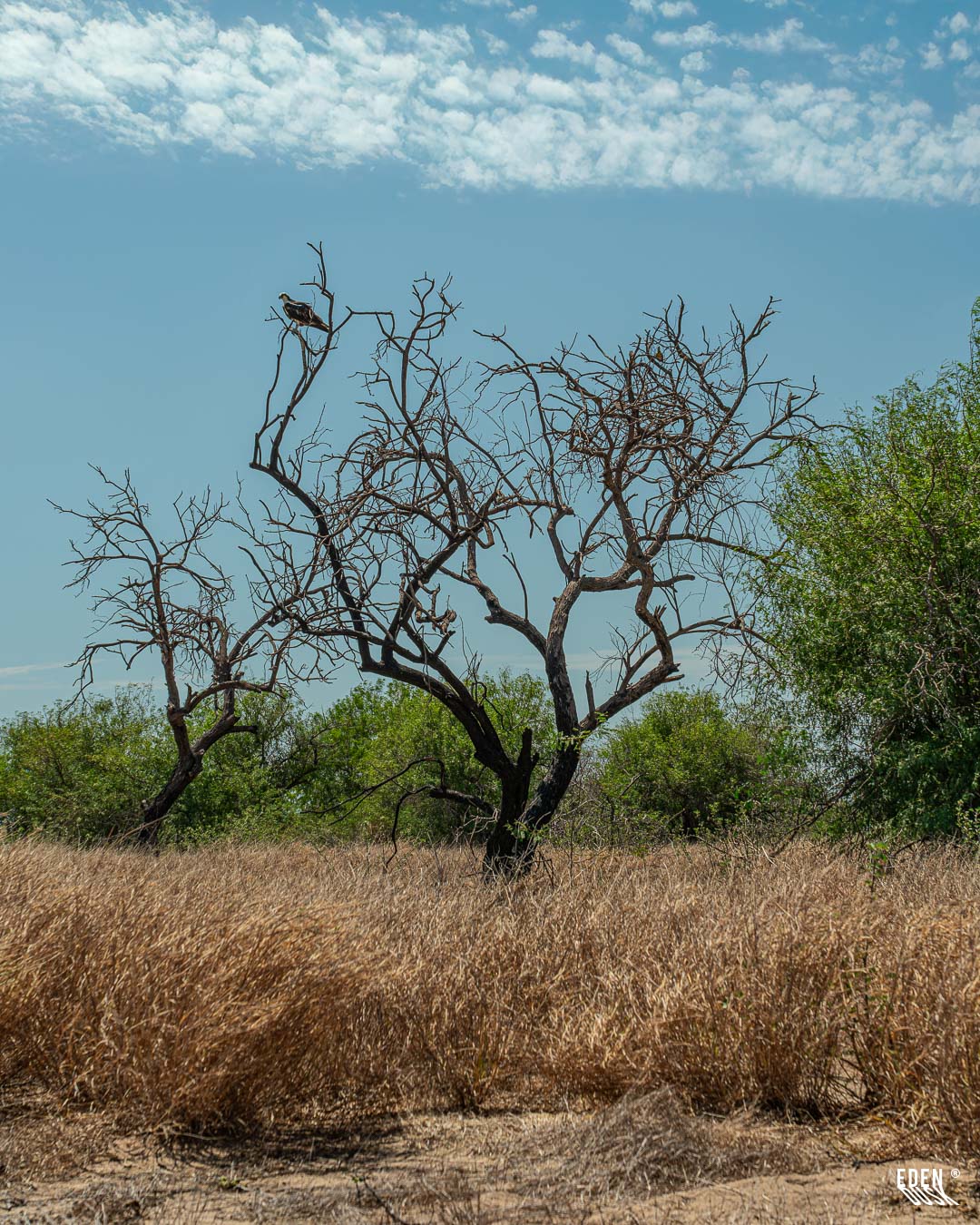 Árbol seco al centro con un ave posada en una rama; pastizal dorado al frente, matorrales verdes detrás y cielo azul con nubes altas.