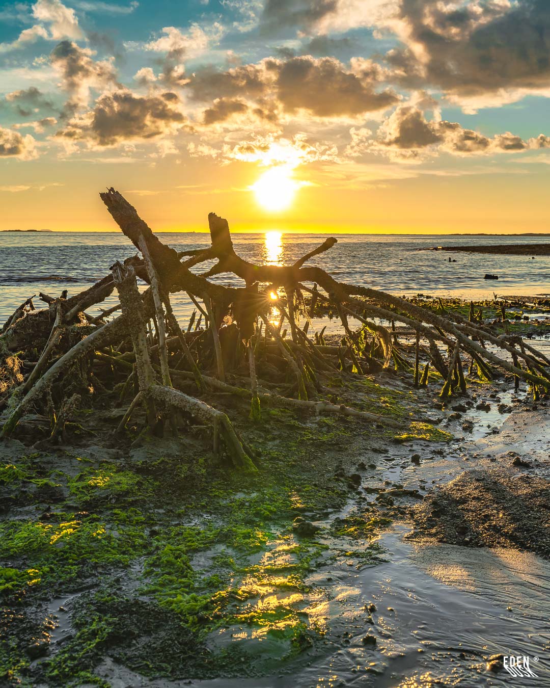 Raíces de mangle expuestas en bajamar con algas verdes y charcos; sol poniente sobre el mar y nubes doradas en El Maviri.