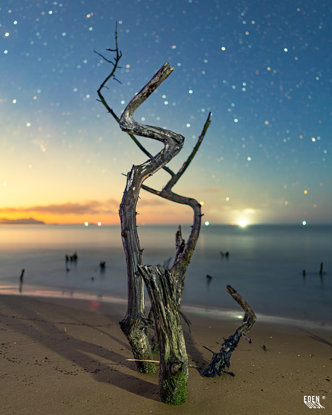 Ramas secas curvas clavadas en la arena junto al mar; luces lejanas en el horizonte y cielo nocturno estrellado desenfocado.