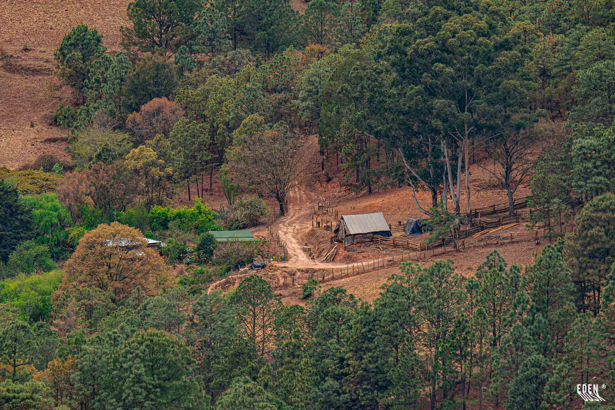 Camino de tierra que asciende entre pinos hacia un pequeño corral con cobertizos; ladera arbolada alrededor y suelo seco.