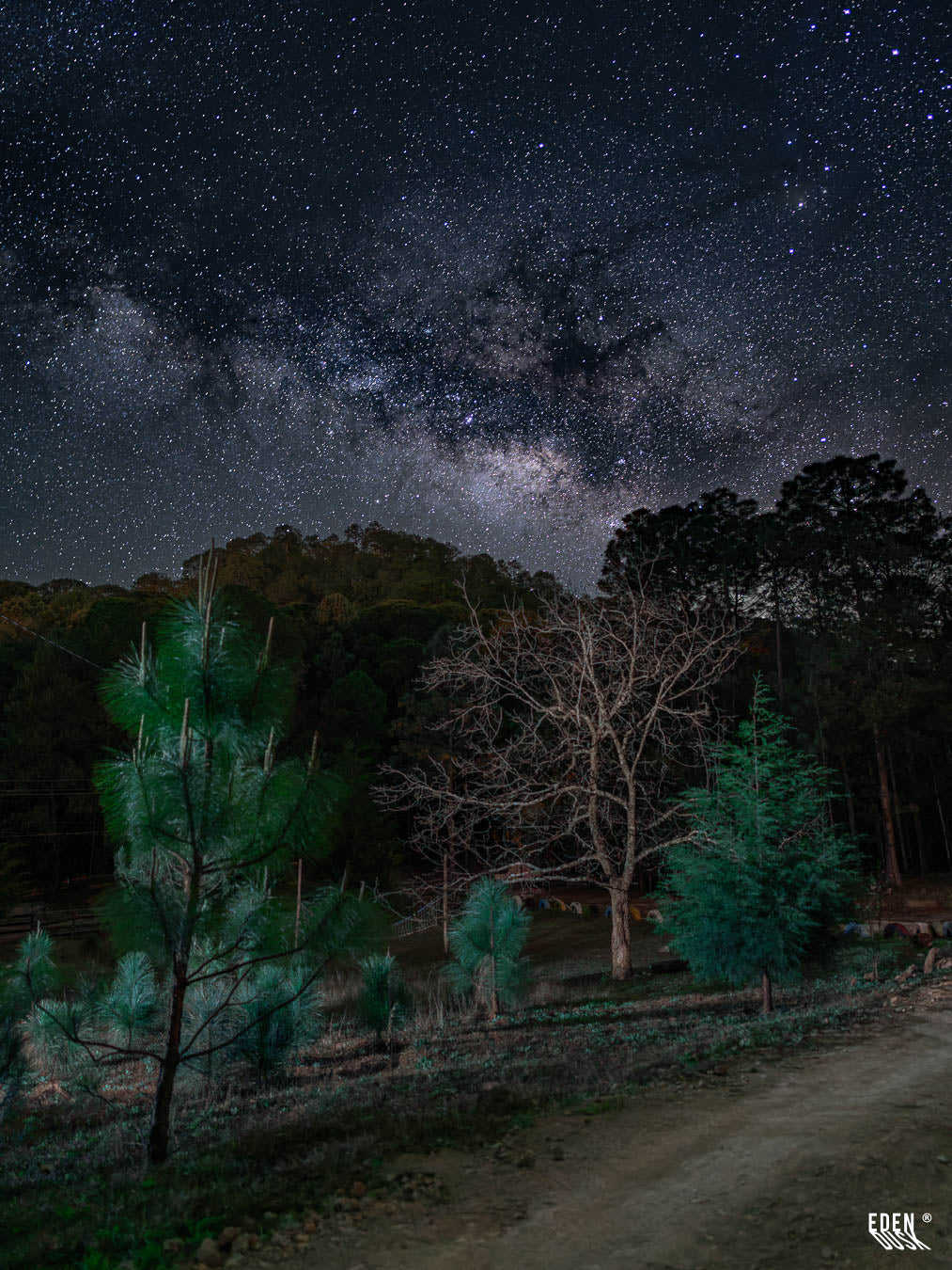 Cielo nocturno lleno de estrellas con franja luminosa; ladera con pinos jóvenes y árbol sin hojas, camino de tierra en primer plano.
