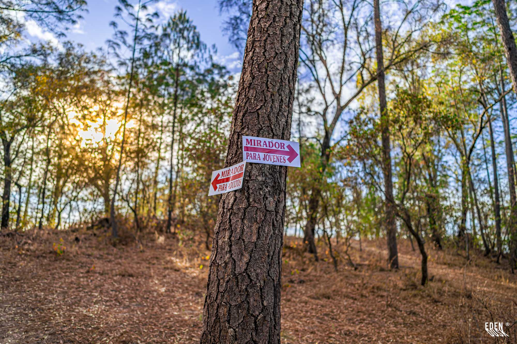 Tronco con dos letreros: “Mirador para Jóvenes” a la derecha y “Mirador para Adultos” a la izquierda; bosque al fondo.
