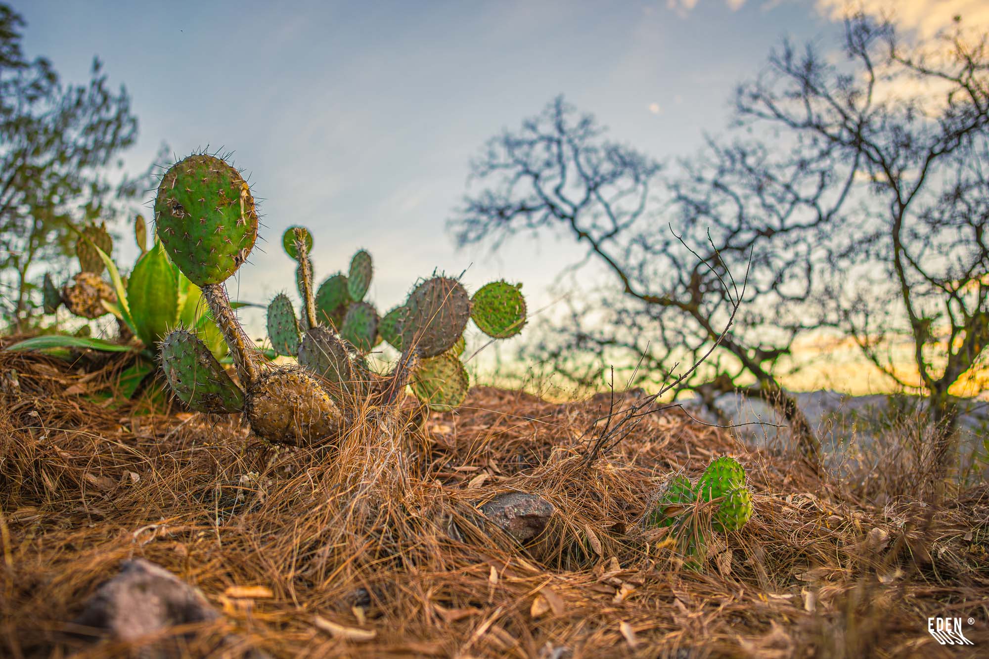 Nopal pequeño a ras de suelo entre pino seco; ramas oscuras desenfocadas al fondo y cielo claro al atardecer.