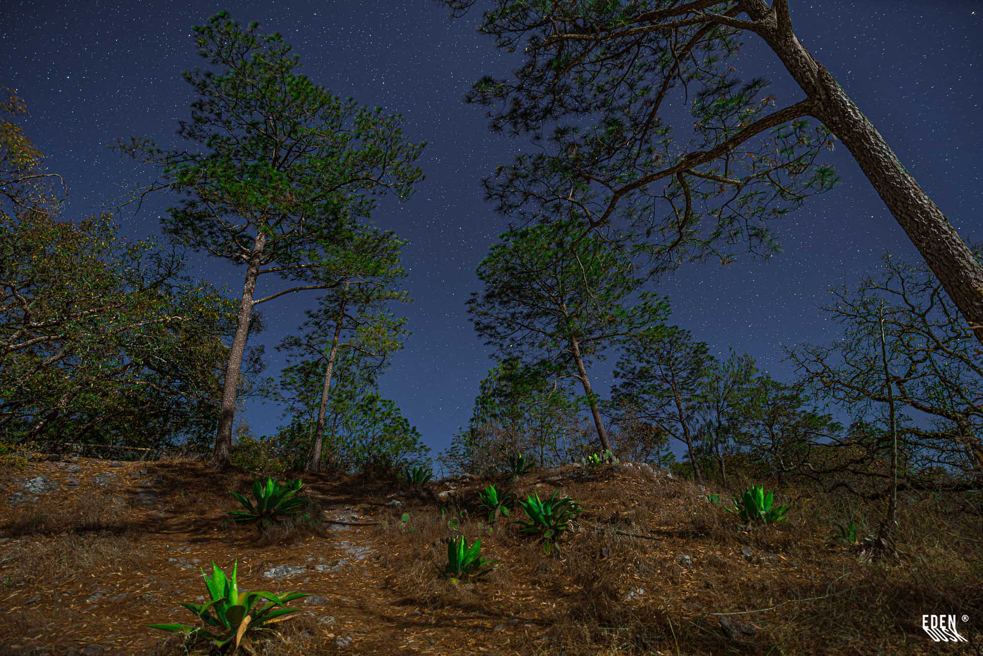Ladera con rosetas verdes y camino tenue; pinos altos recortados contra cielo nocturno estrellado en contrapicado.