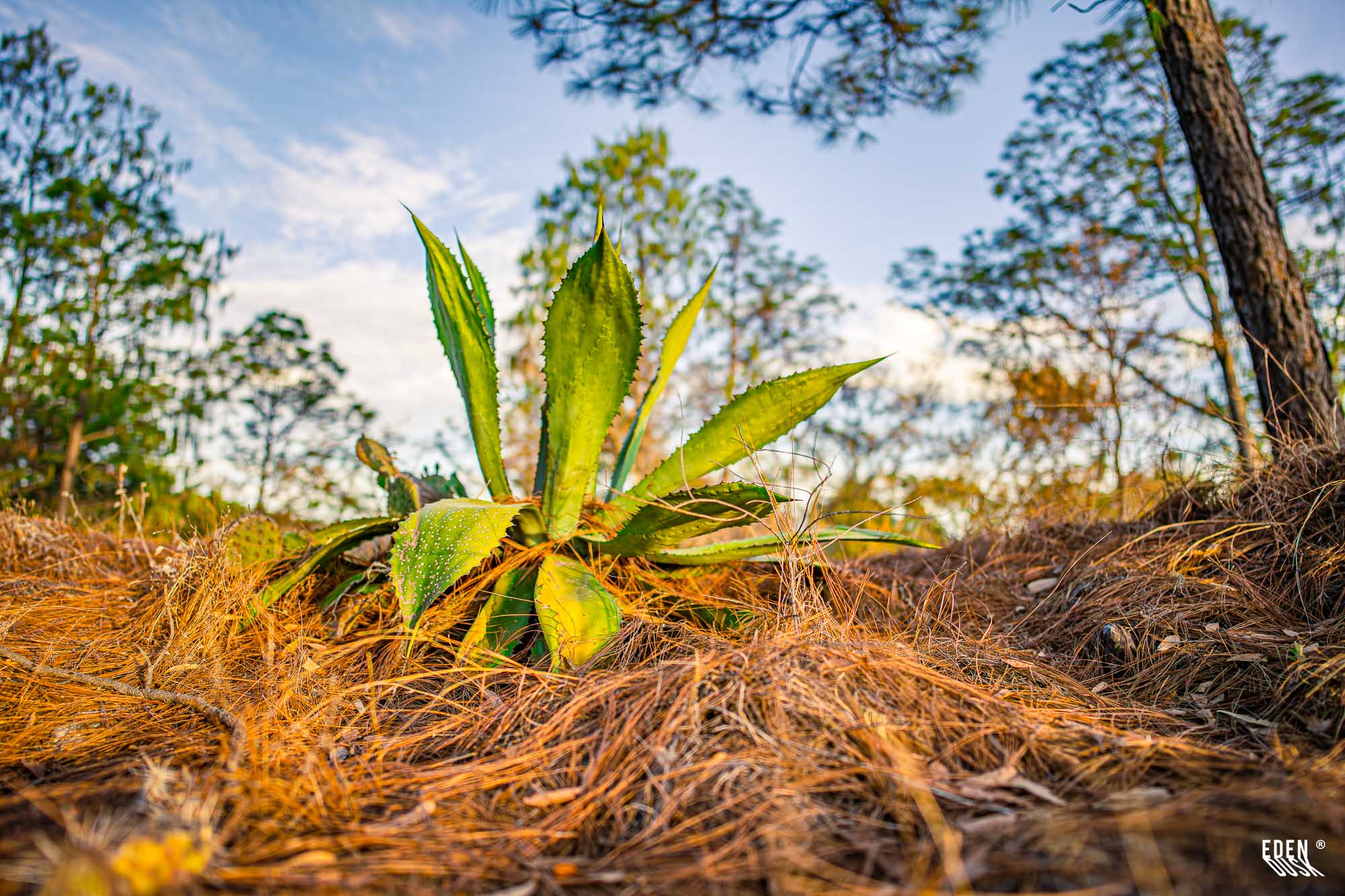 Planta en forma de roseta verde a ras de suelo sobre cama de pino seco; árboles desenfocados y cielo parcialmente nublado.