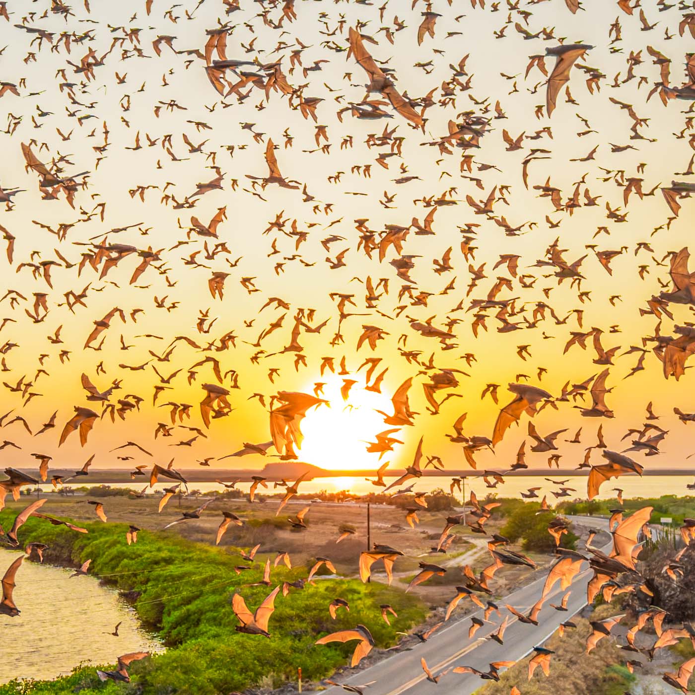 Colonia de murciélagos al atardecer sobre estero y camino en Topolobampo; vuelo masivo desde la cueva.