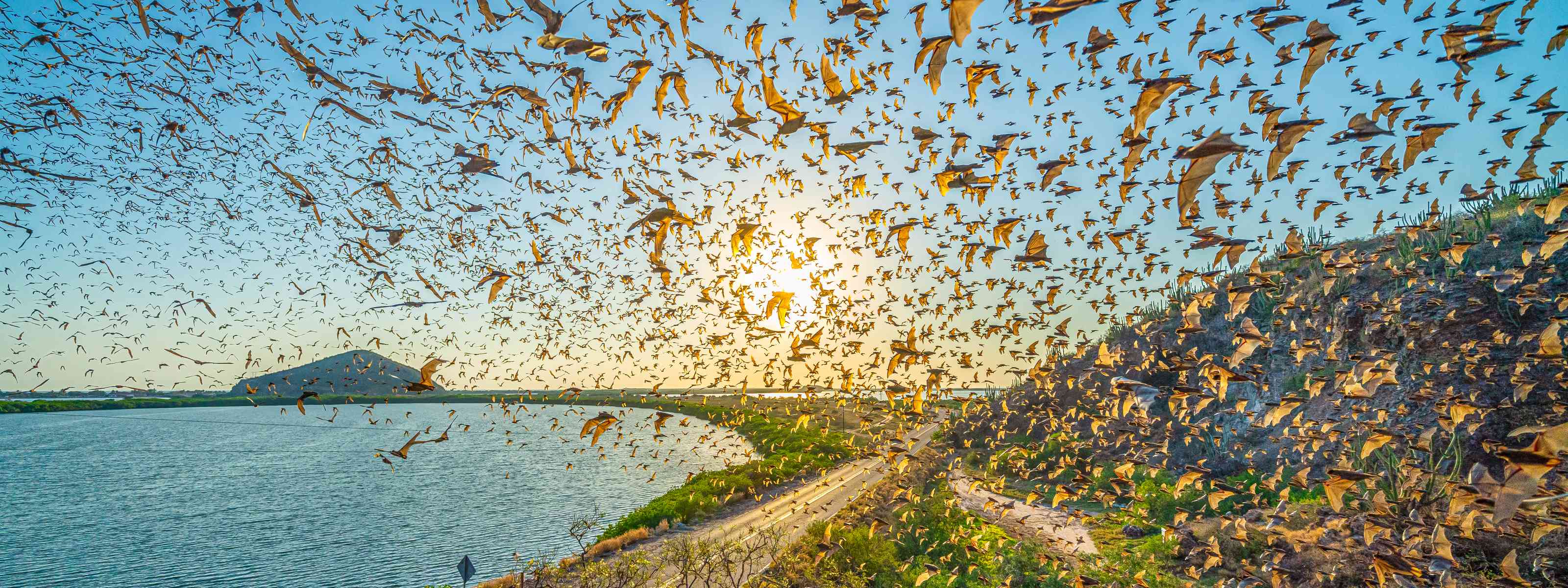 Colonia de murciélagos en vuelo a contraluz, siluetas nítidas y cielo suave; sensación de ritmo y espacio abierto.