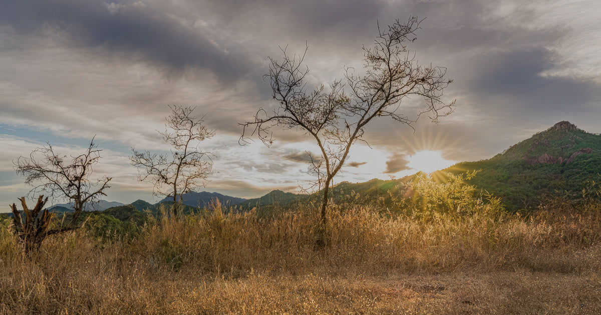 Panorama de paisaje serrano al atardecer; pastizal dorado y árboles secos en primer plano, con el sol asomando tras una loma y rayos de luz atravesando nubes dramáticas.