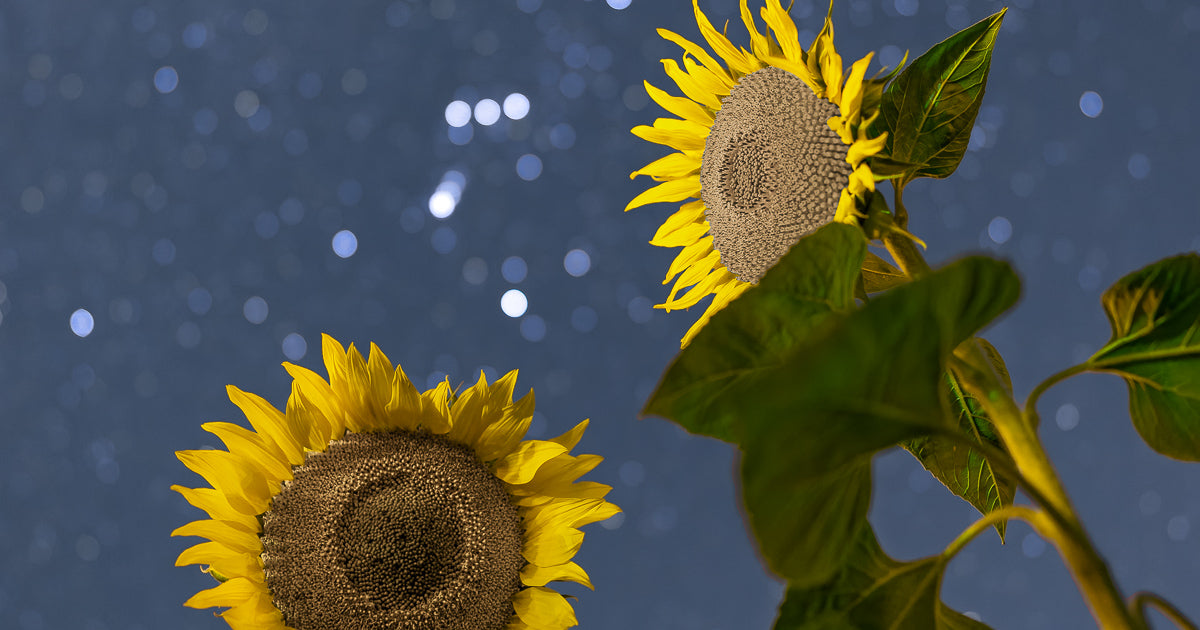 Astrofotografía con girasoles: una solitaria vigilia en Mocorito.