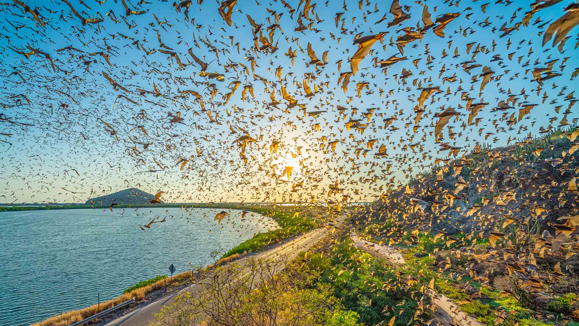 Cueva de los Murciélagos: Un ciclo de vida en Topolobampo (Time-lapse)