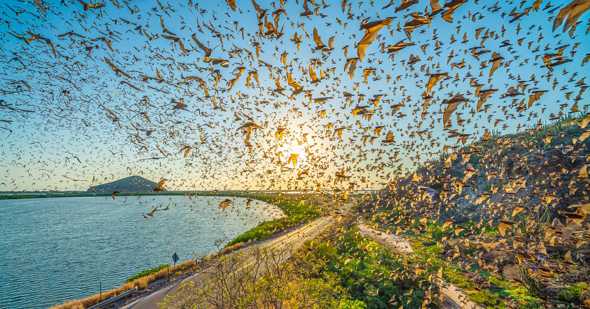 La importancia de los murciélagos: un espectáculo natural en Topolobampo.