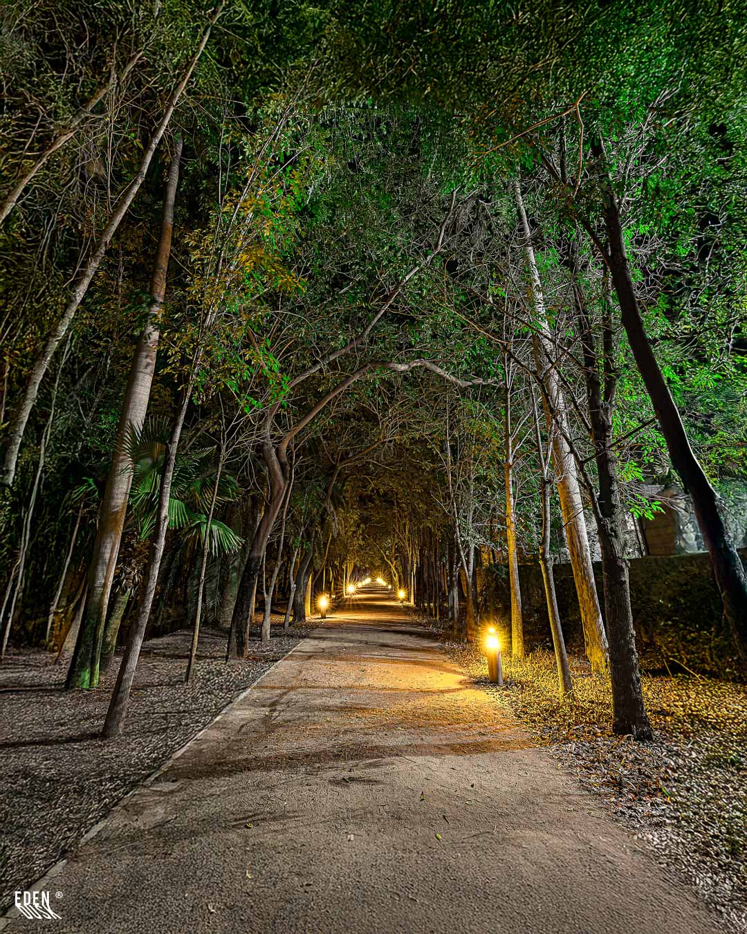 Composición vertical de una alameda en el Parque Sinaloa, donde las luces nocturnas de los faroles crean un efecto de estrella que guía la mirada por el sendero.