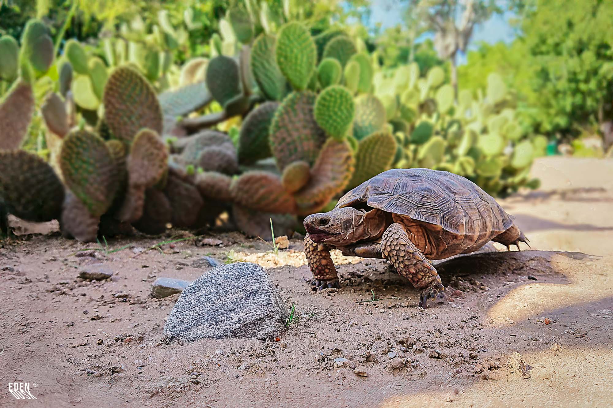 Primer plano de una tortuga de tierra en el Parque Sinaloa, con su caparazón texturizado en contraste con los arbustos verdes y las hojas secas del suelo.