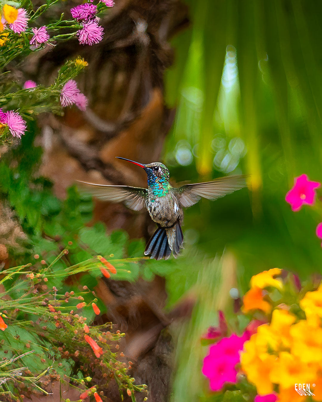 Composición vertical que captura a un colibrí en detalle, posado en una rama y enmarcado por flores coloridas en el Parque Sinaloa.