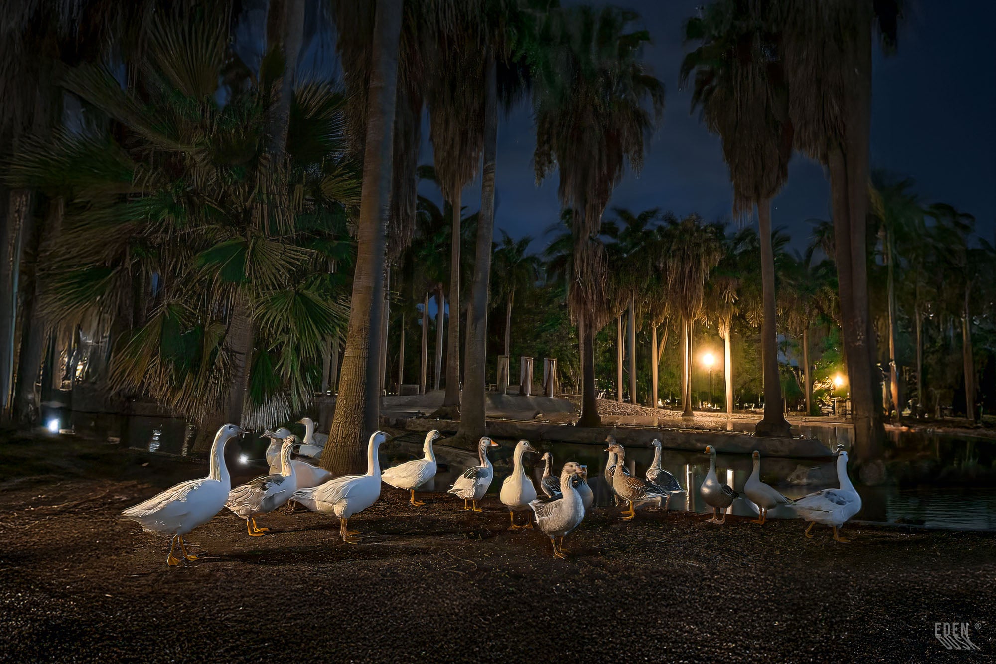 La superficie tranquila del lago del Parque Sinaloa refleja como un espejo las palmeras y las luces nocturnas, mientras unos patos nadan en la calma.