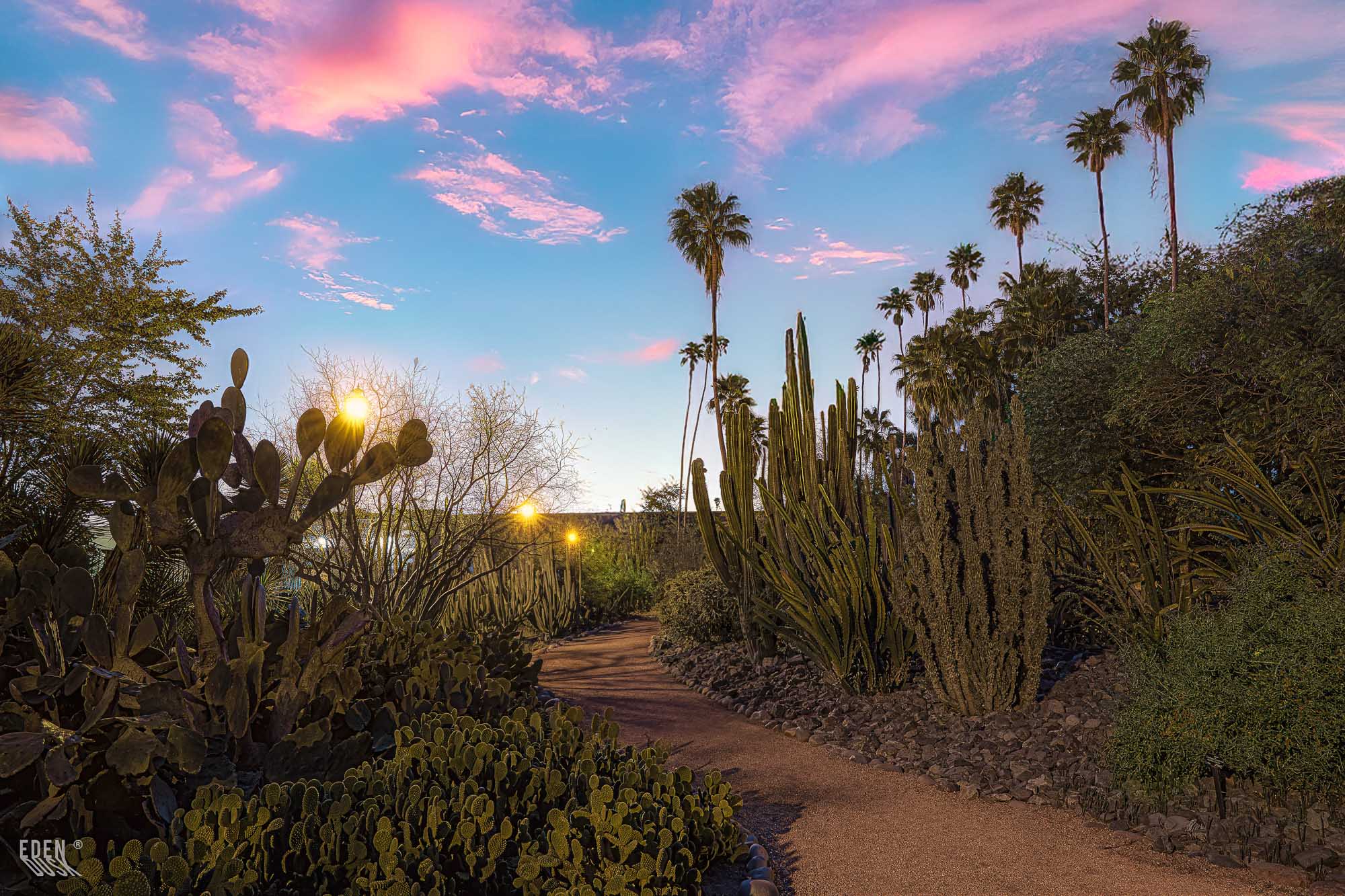 Un sendero del Parque Sinaloa se extiende en perspectiva, bordeado por una hilera de palmeras y los faroles que lo iluminan.