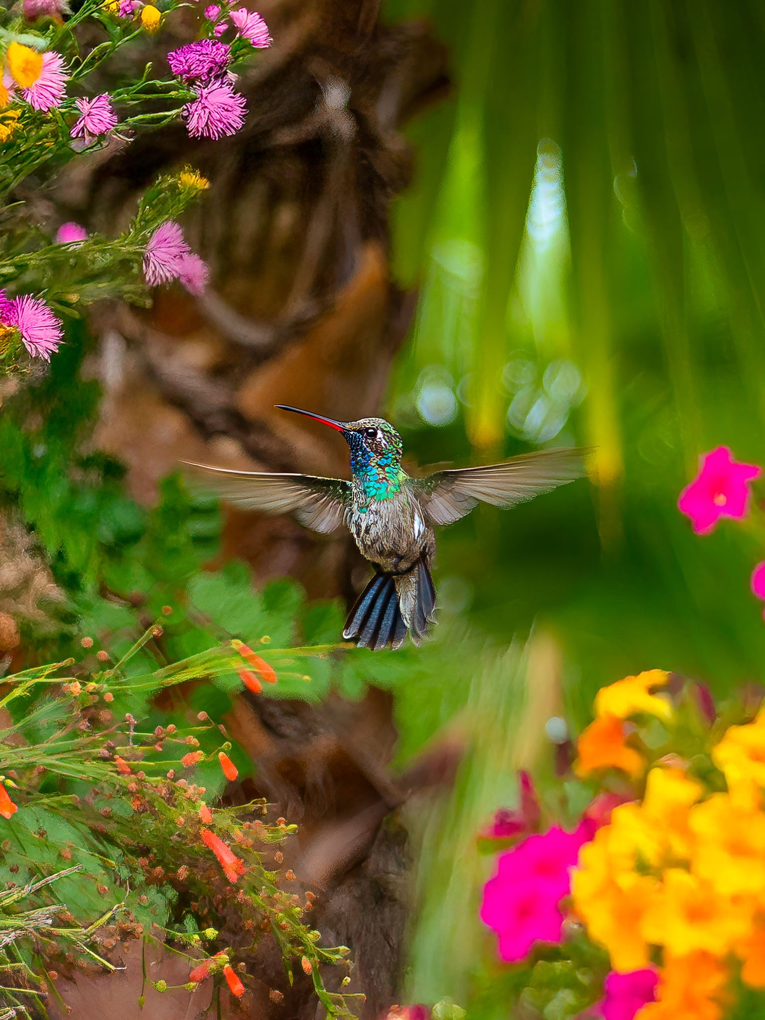 Colibrí en vuelo con alas extendidas entre flores rosas y amarillas; plumaje iridiscente verde-azul y pico rojo sobre fondo verde.