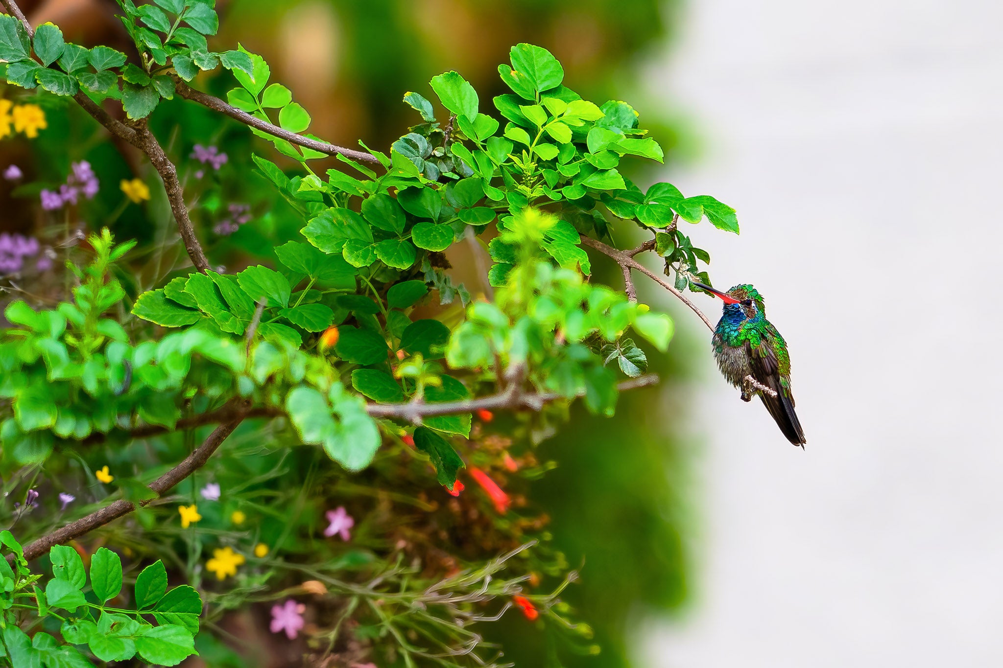 Colibrí posado en ramita entre hojas verdes; flores difusas al fondo, plumaje iridiscente y pico rojo, enfoque lateral.