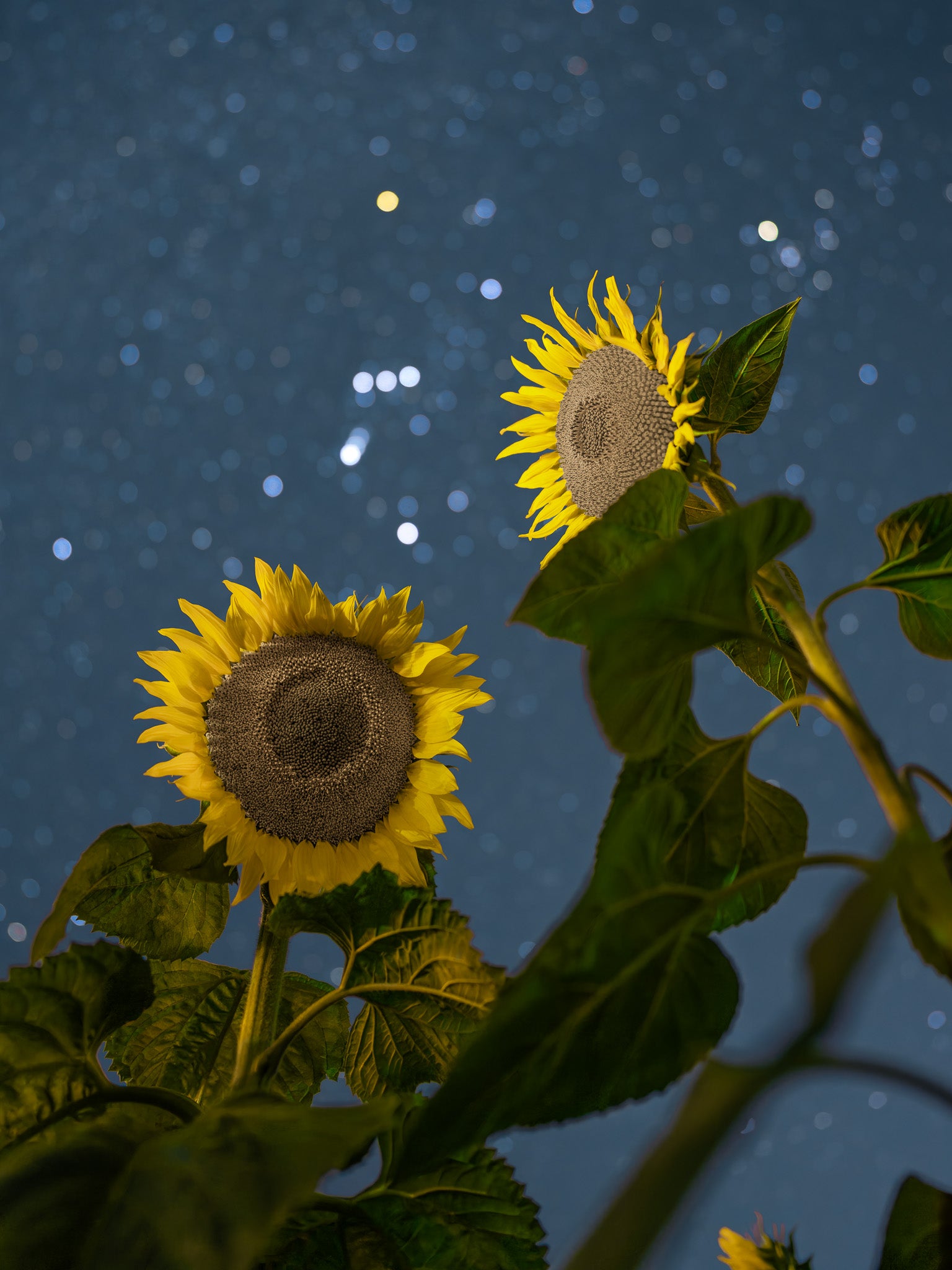 Dos girasoles maduros en contrapicado, pétalos amarillos y hojas amplias; cielo estrellado al fondo, vertical nocturna.